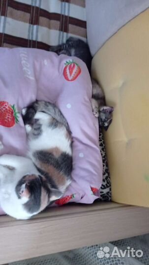 Кошка в добрые руки