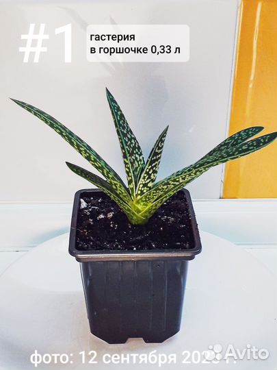 Гастерия суккулент Доставка