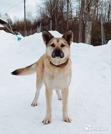 Красавица Ласка ищет дом