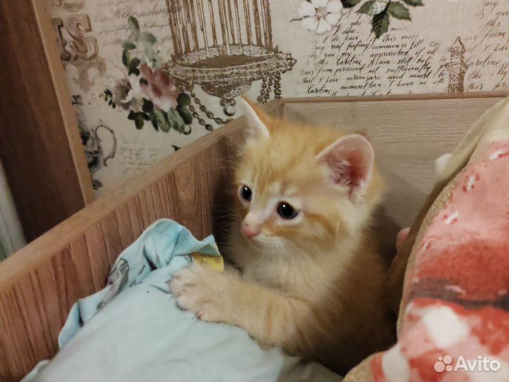 Котята в добрые руки бесплатно