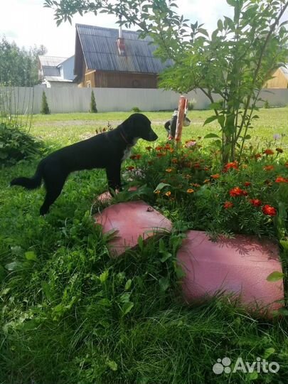 Собака в добрые руки