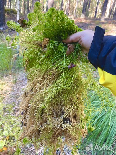 Мох сфагнум