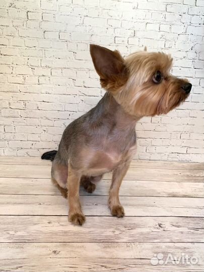 Стрижка собак