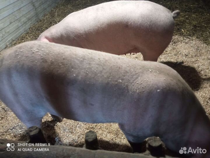 Свиноматки