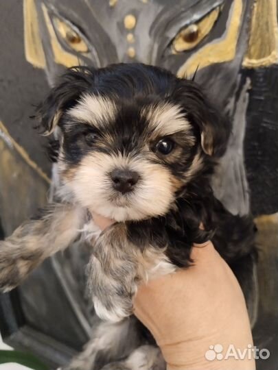 Йоркширский терьер мальчик и девочка