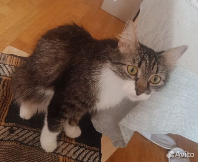 Кошка в добрые руки