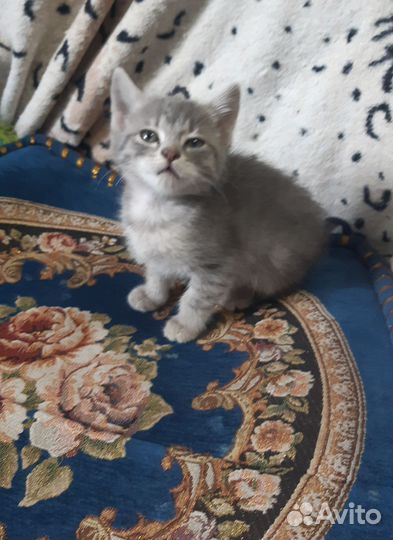Кошечка в добрые руки