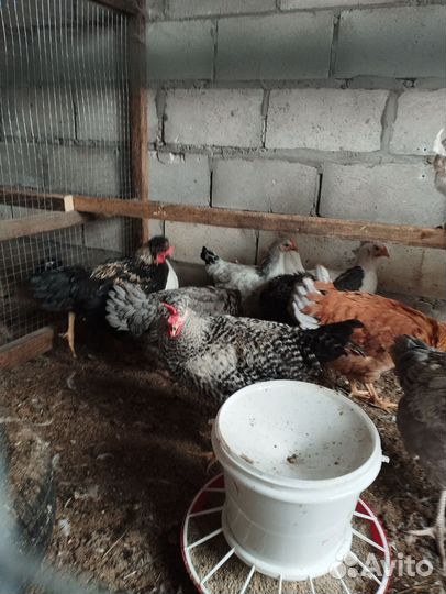 Яйцо инкубационное индоутки. Петушки породистые