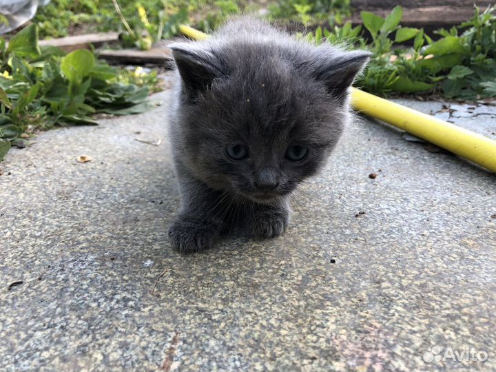 Котята в добрые руки даром