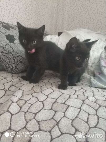 Отдам котят, в добрые ручки