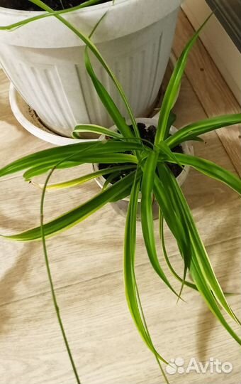 Хлорофитум