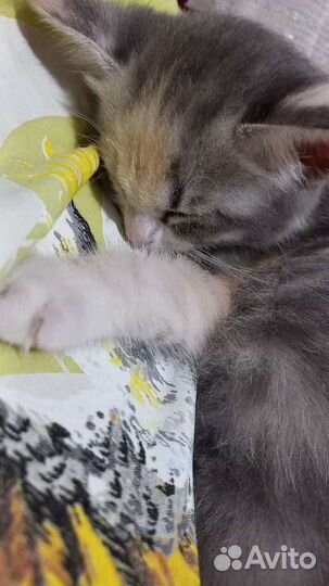 Кошка в дар бесплатно