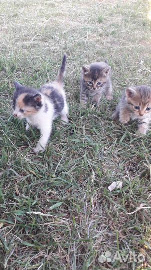 Отдам котят бесплатно