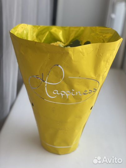 Каланхоэ цветущий