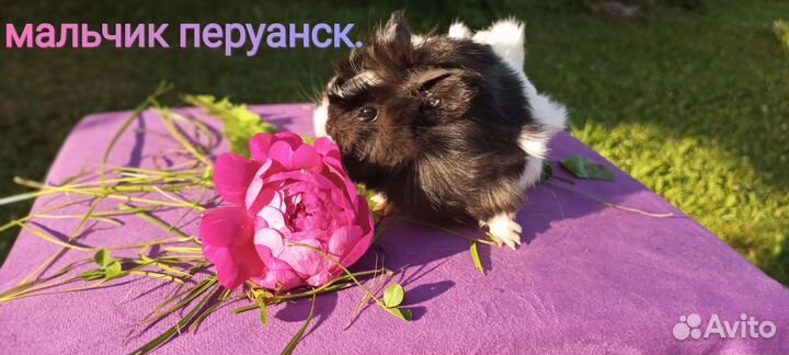 Морские свинки