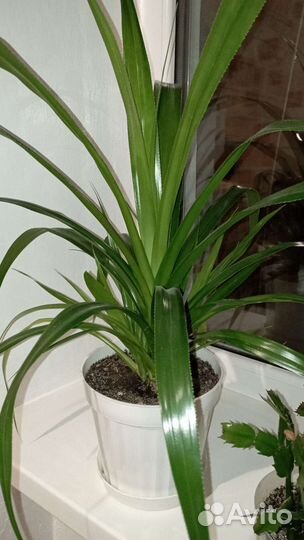 Панданус и денежное