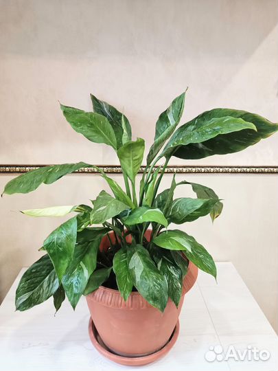 Спатифиллум Джемини