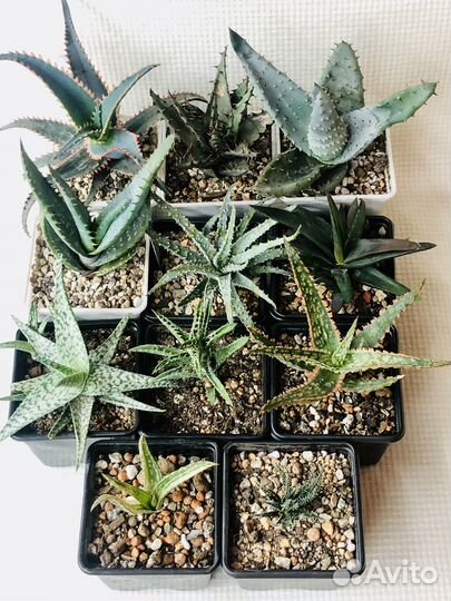 Суккуленты алоэ