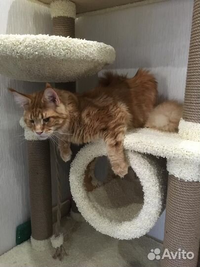 Домик для кошки с когтеточкой