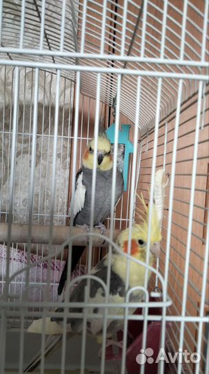 Попугай карелла