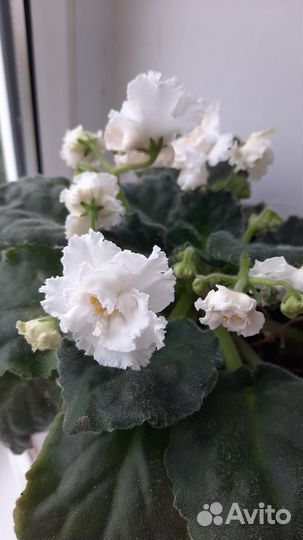 Инжир, цветы