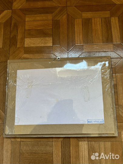 Бабочка,паук птицеед,чучело