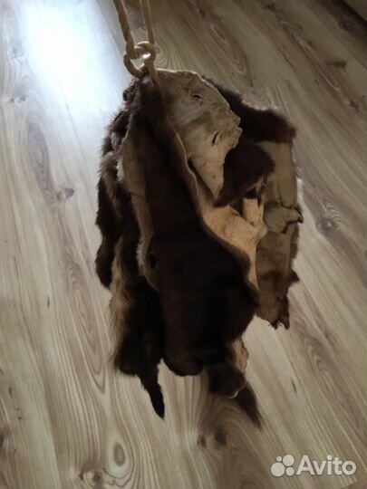 Шкурка куницы