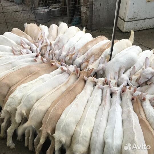 Зааненские козы