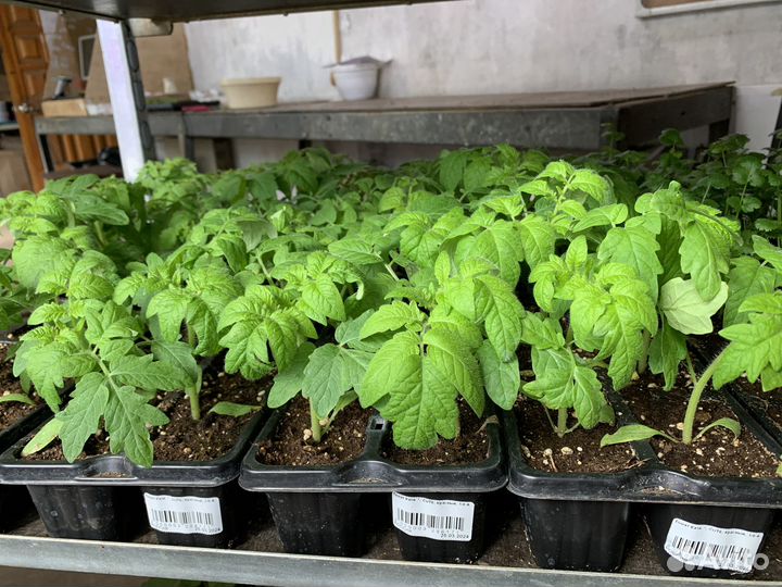 Томаты рассада из Питомника Вашутино