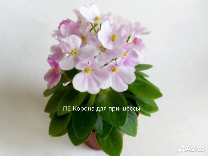 Детки фиалки