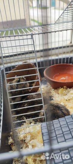 Хомяк с клеткой