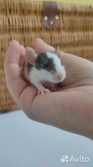 Крыса дамбо