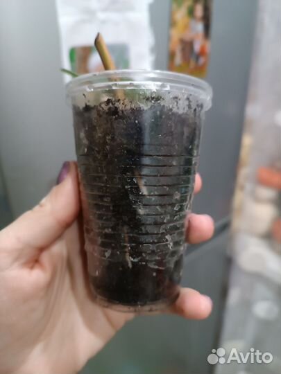 Филодендрон бразил