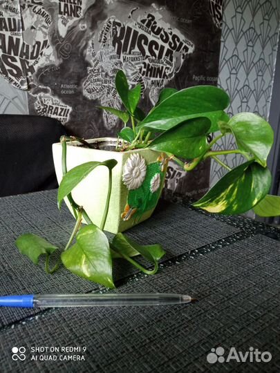 Традесканция, сциндапсус, аглаонема, бегония