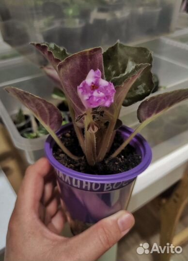 Фиалки сортовые