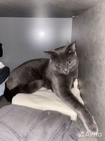 Котенок