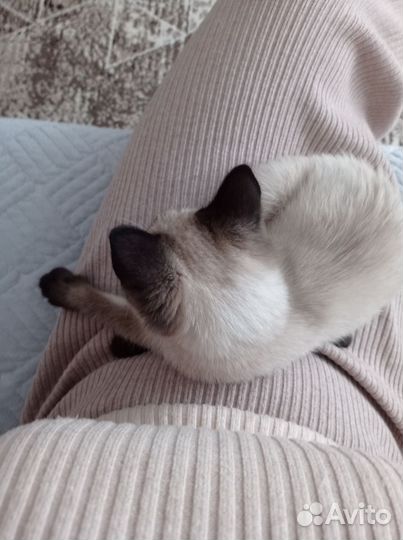 Передержка кошек