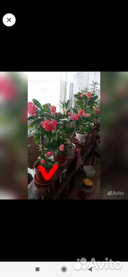 Эуфорбия Миля