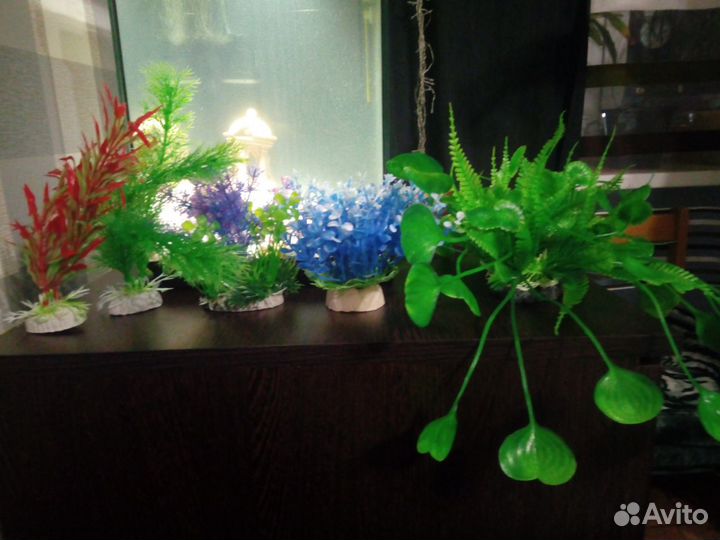 Растения в аквариум
