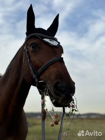 Лошадь в аренду с тренером