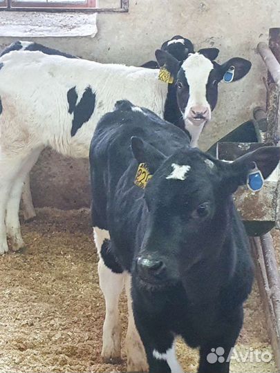 Бычки телята