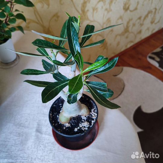 Адениум. Фикус Бендж.- Даниель