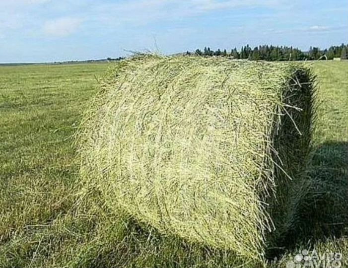 Продам сено люцерны в рулонах 145ый пресс