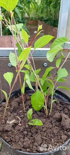 Саженцы китайского лимонника