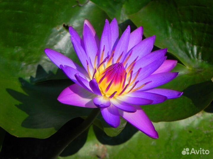 Нимфеи для пруда