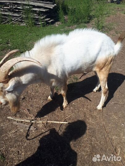 Козы и козлы