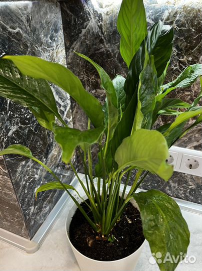 Спатифиллум в горшке