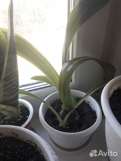 Гиппиаструмы