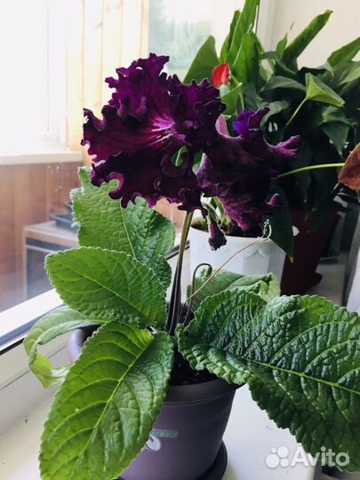 Стрептокарпусы