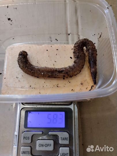 Дендробена